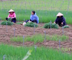 Nông dân Quỳnh Lưu phấn khởi vì rau xanh tăng giá sau Tết Nguyên đán