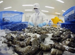 Việt Nam đứng thứ 2 thế giới về xuất khẩu tôm, mở rộng thị trường tới hàng trăm quốc gia trên toàn thế giới