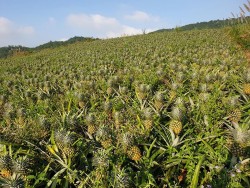 CÂY DỨA – TIỀM NĂNG PHÁT TRIỂN TẠI NGHỆ AN